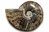 Polished Ammonite (Cleoniceras) Fossil - Madagascar #266257-1
